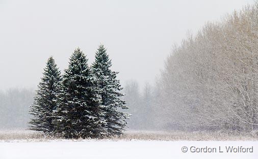 Three Pines_04467.jpg - Photographed near Smiths Falls, Ontario, Canada.